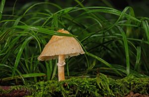 美顔器の効果には科学的根拠があるのか？