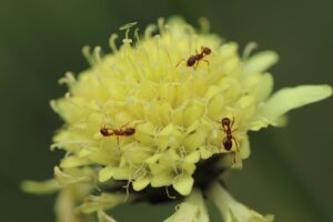 美顔器のヘッド交換パーツはどこで購入できる？