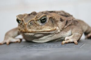 美顔器を使った敏感肌のための肌荒れ対策は？