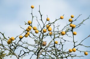 美顔器は医師監修のものがいい？おすすめを徹底解説！